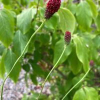 ワレモコウ,背の高い花,初めての花♡,   ワレモコウ,秋の風景の画像