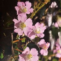 イワウチワの画像