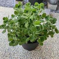 アロマティカス,多肉植物,ハーブ, ミント,植中毒の画像