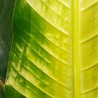 ストレリチア・ニコライ,ストレリチア,観葉植物,ストレリチア・オーガスタ,植物のある暮らしの画像
