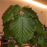 フィカス　ウンベラータ,観葉植物,フィカス属,クワ科,部屋の画像