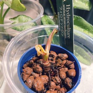 フィロデンドロン,観葉植物,植物のある暮らし,救済,水耕栽培の画像