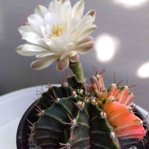 サボテン☆,花のある暮らし,窓辺の画像