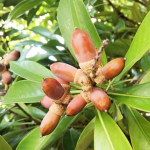 マテバシイ（馬刀葉椎）,お出かけ先の画像