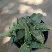 竜鱗,ハオルチア,多肉植物,週末園芸野郎,硬葉ハオルチアの画像