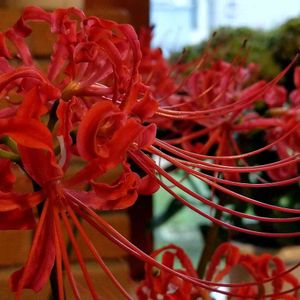 彼岸花  曼珠沙華,はなのある暮らし,窓辺の画像