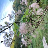 スモークツリーの画像
