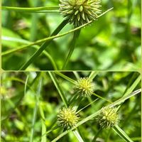 ヒメクグ,野草,日光好き,花期長い,耐暑性の画像
