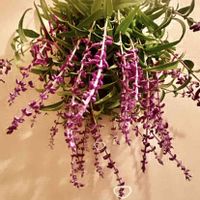 アメリカンセージ,水やり,プランター,色鮮やか,庭いじりの画像