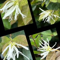 トキワマンサク,日光好き,花木,花期長い,耐暑性の画像