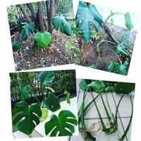 モンステラ属,観葉植物,ジャングル,ジャングル化計画,地植えの画像