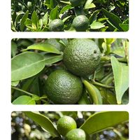 金柑,柚子,酢橘(スダチ),庭木•花木,実りある暮らしの画像