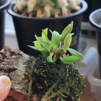 洋蘭原種,着生ラン,洋ラン,カトレア原種,窓辺の画像