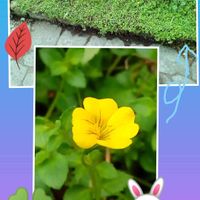 グランドカバー♪,おうち園芸,メカルドニア♡,小さい花壇,花のある暮らしの画像