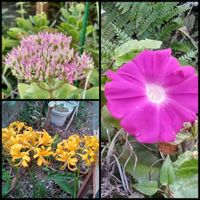 リコリス・オーレアの花,おうち園芸,鉢植え,小さい花壇,裏の花壇の画像