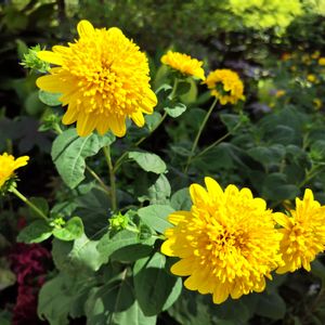 愛知,出張編,久屋大通庭園フラリエ,季節の花,綺麗の画像