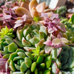 多肉植物,寄植初心者,今日の寄植え,poᎢs鉢,おうち園芸の画像