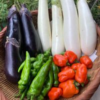夏野菜,ありがとう♡,美味しくなーれ!,人に優しく,畑の画像