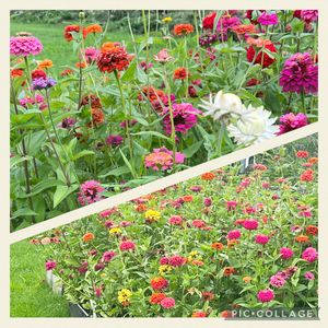 手作り,秘密基地改めbackyard,三尺バーベナ,自然の寄せ植え,花育の画像