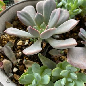 デビー,群月花,多肉植物,葉挿しっ子,暑さに負けるなの画像