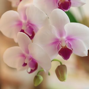 ミディ胡蝶蘭 ロイヤルミント,ミディ胡蝶蘭,明日の花にできること〜優しい未来,胡蝶蘭の花,半日陰の庭の画像