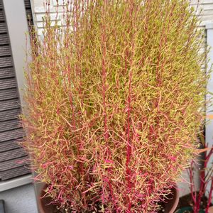 鉢植え,秋の花,こぼれタネから,小さな庭の画像