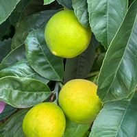 レモン,お出かけ先の画像