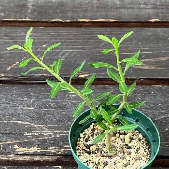 P. Cupid's Wings spore,着生植物,ボタニカル・ライフ, ビカクシダ,ビカク沼の画像