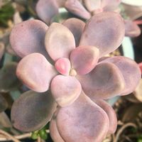 だるま秀麗,多肉植物,ブルー,育てる楽しみ,癒しの画像