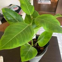 わが家の観葉植物❢,部屋の画像