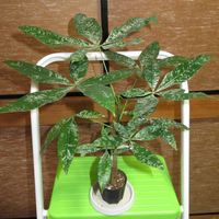 パキラ,Pachira,斑入り,観葉植物,風水の画像