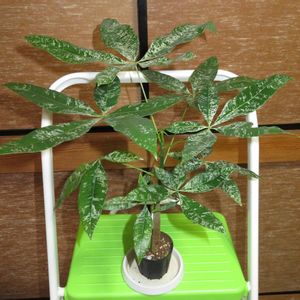 パキラ,斑入り,Pachira,観葉植物,インテリアグリーンの画像