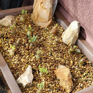 フィロボロス エーンリエット,多肉植物,実生チャレンジ,メセン,南アフリカ原産の画像