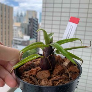 ハイラエアイクム　レヴィアヌム,着生植物,珍奇植物,タンク系,ブロメリアの画像