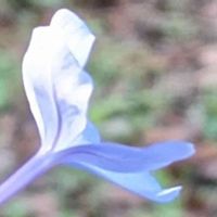 瑠璃茉莉,ルリマツリ,ルリマツリ(瑠璃茉莉),秋の到来!,秋の訪れの画像