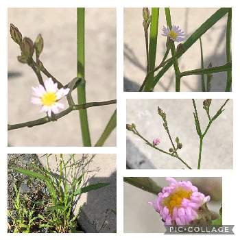 お花は人を元気にする,ニコライ・バーグマン,フラワーボックス,宝満宮竈門神社,お花は癒しの画像