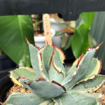 アボカド,種から育てたアボカド,植物男子,アボカド栽培,失敗記録の画像