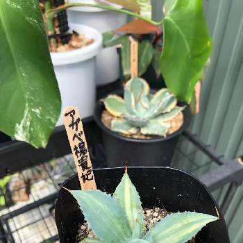 アボカド,種から育てたアボカド,植物男子,アボカド栽培,失敗記録の画像