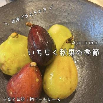 裏庭,畑サイクル除草ピーラー,開拓中,ここちいい時間,畑サイクルの画像
