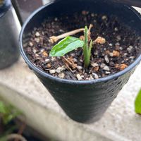 マランタ レモンライム,夏野菜,観葉植物,植物のある暮らし,ボタニカルライフの画像