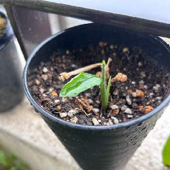 アボカド,種から育てたアボカド,植物男子,アボカド栽培,失敗記録の画像