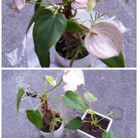 アンスリウム,感謝の日暮し,GSに感謝,挿し木にチャレンジ,ありがとう♡の画像