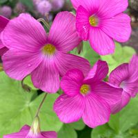 庭に咲く花,ピンクの花,おうち園芸,綺麗,鉢植えの画像
