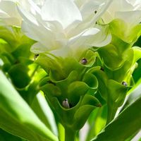 クルクマ,ウコン,おうち園芸,元気に育ててますよ,花のある暮らしの画像