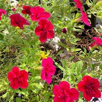 お花のある暮らし,小さな庭の画像