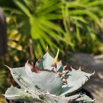 アボカド,種から育てたアボカド,植物男子,アボカド栽培,失敗記録の画像