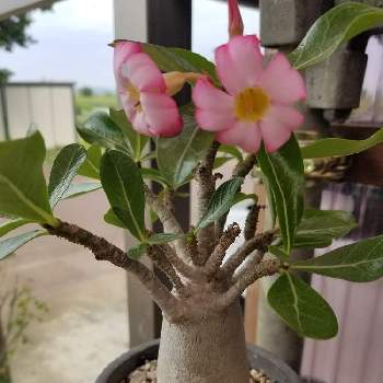 アボカド,種から育てたアボカド,植物男子,アボカド栽培,失敗記録の画像
