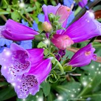 ジキタリス,ルリマツリ,幸せの青い花,かおるんるんさんを見守りたい!,癒しの薄紫の画像