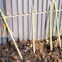ミョウガ,花壇,小さな庭の画像