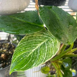 フィロデンドロン・バーキン,観葉植物,100均,ダイソー,サトイモ 科の画像